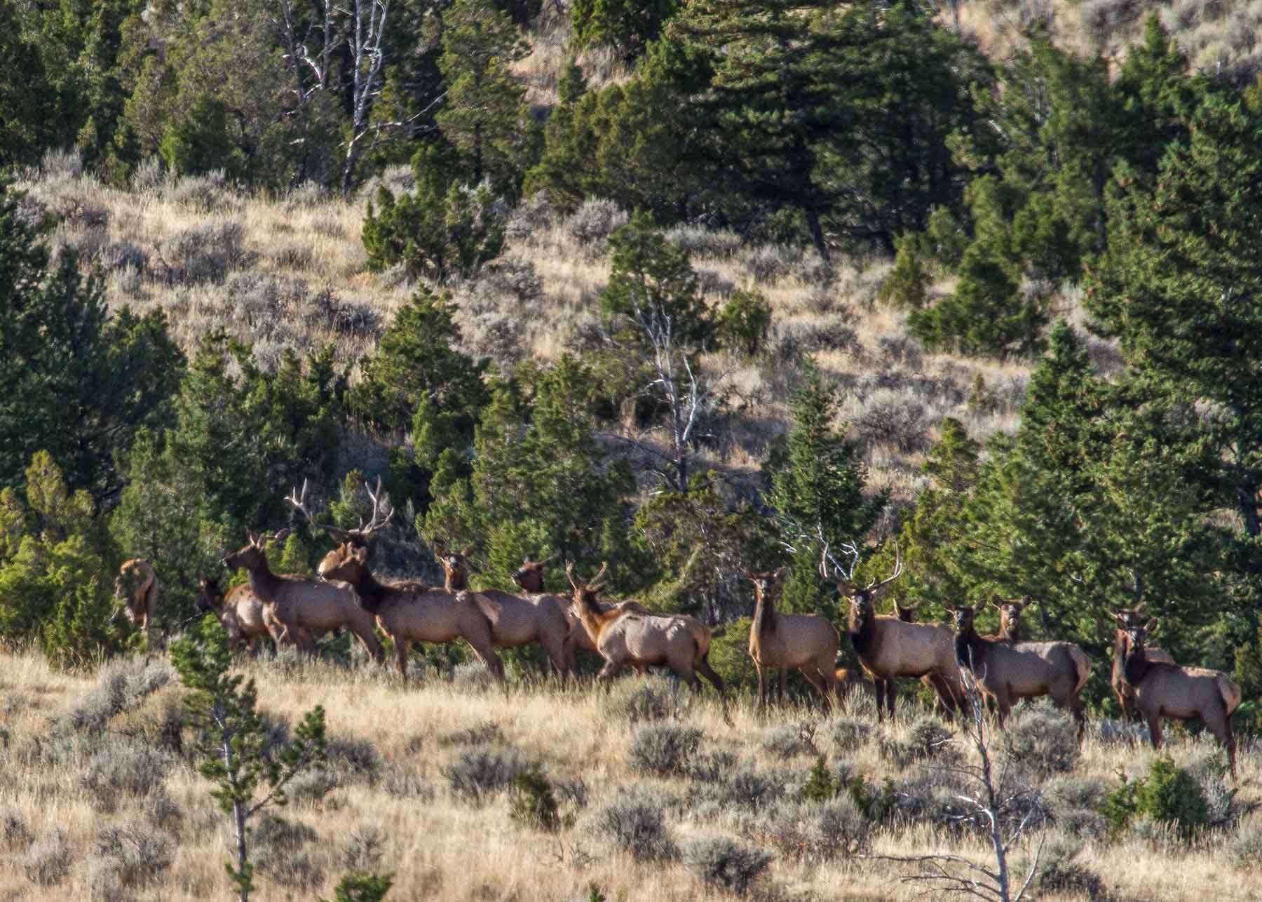 Lippert Gulch Ranch property picture 22 of 39