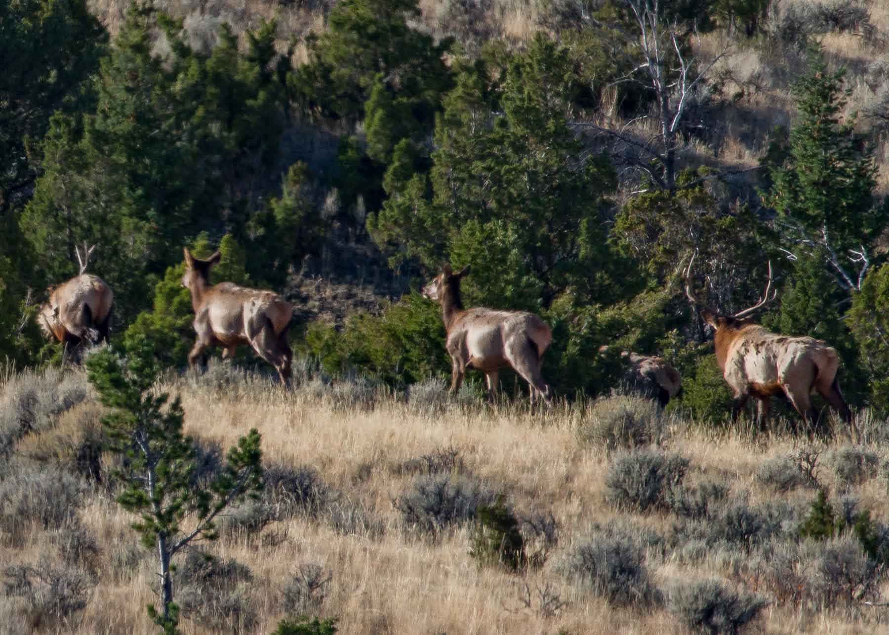 Lippert Gulch Ranch property picture 28 of 39