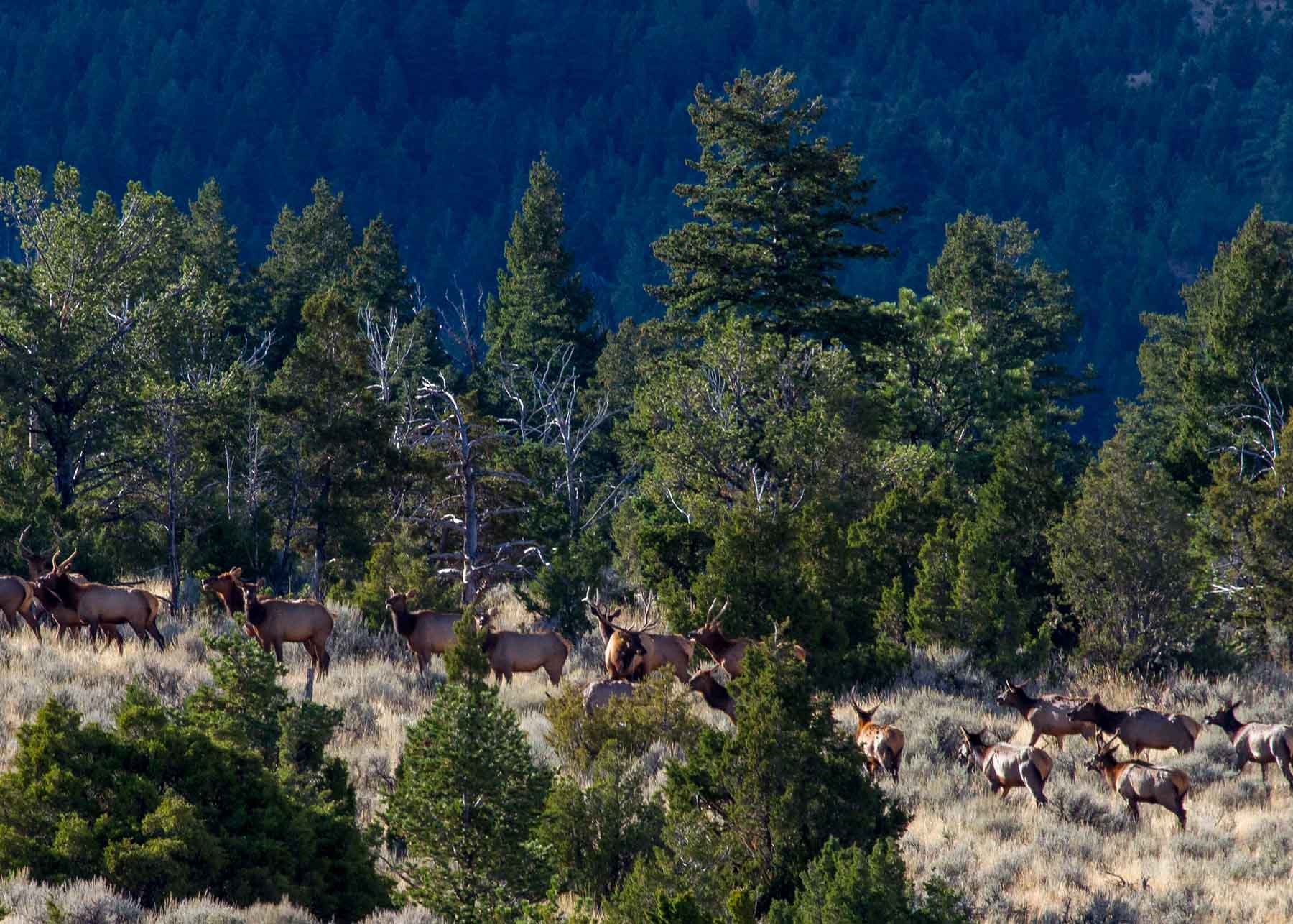 Lippert Gulch Ranch property picture 10 of 39