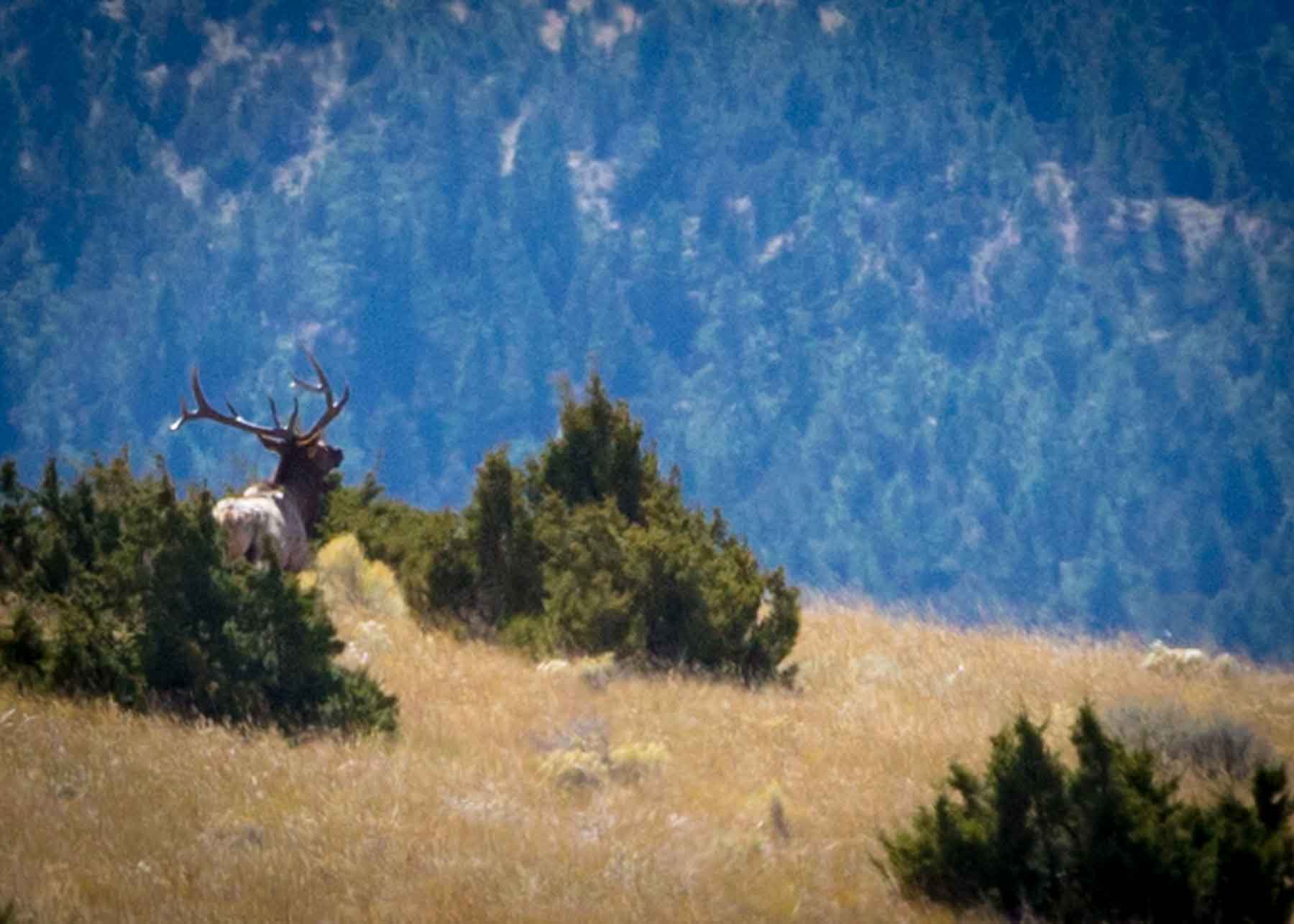 Lippert Gulch Ranch property picture 8 of 39