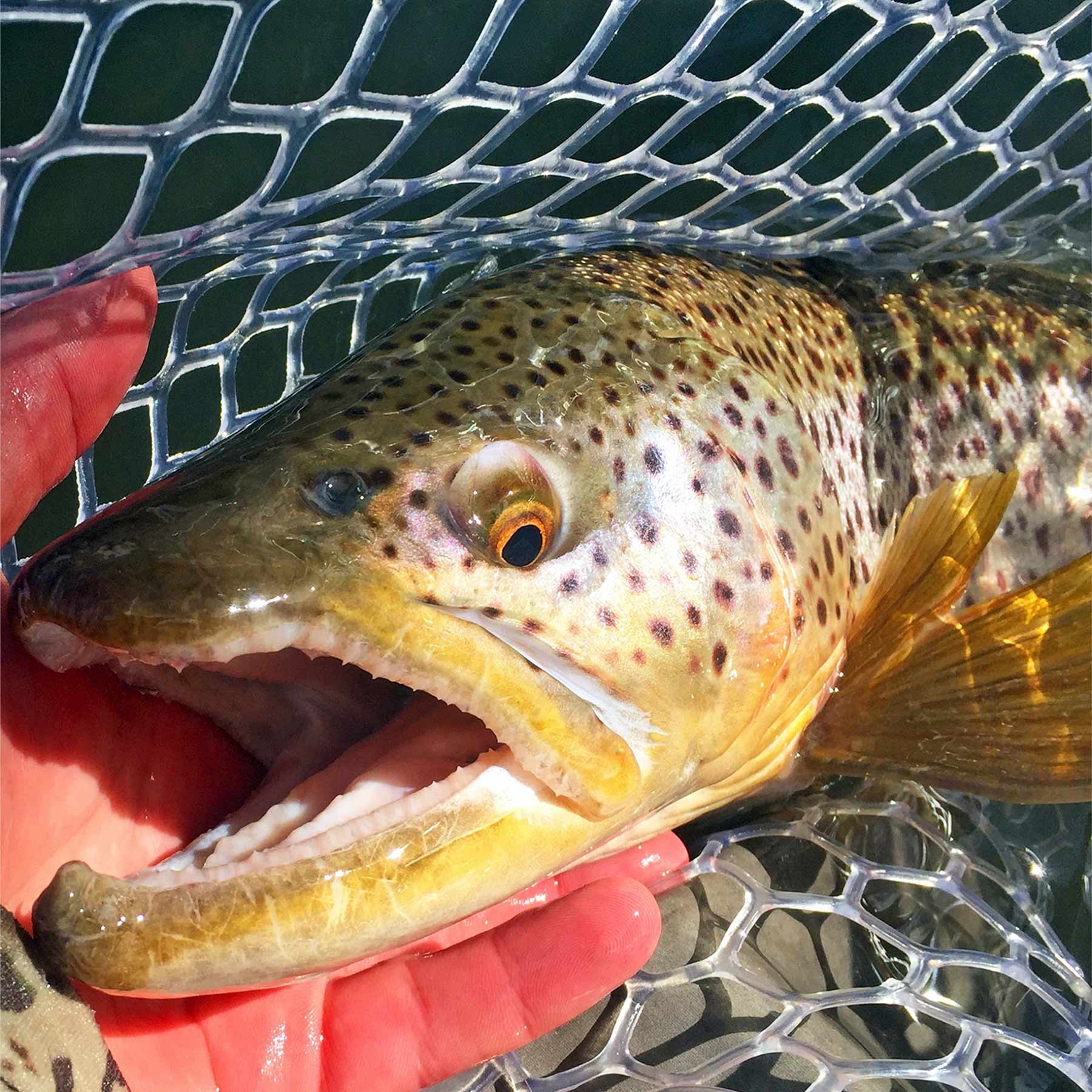 Ghost Ranch property picture 66 of 80