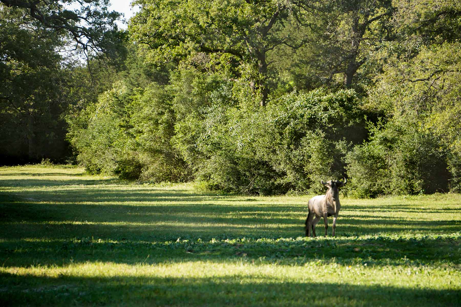 Yiotta Ranch property picture 4 of 50