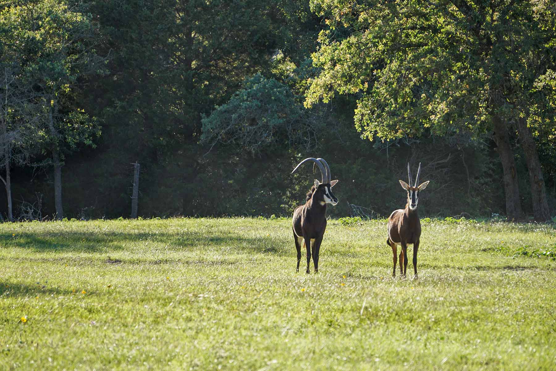 Yiotta Ranch property picture 3 of 50