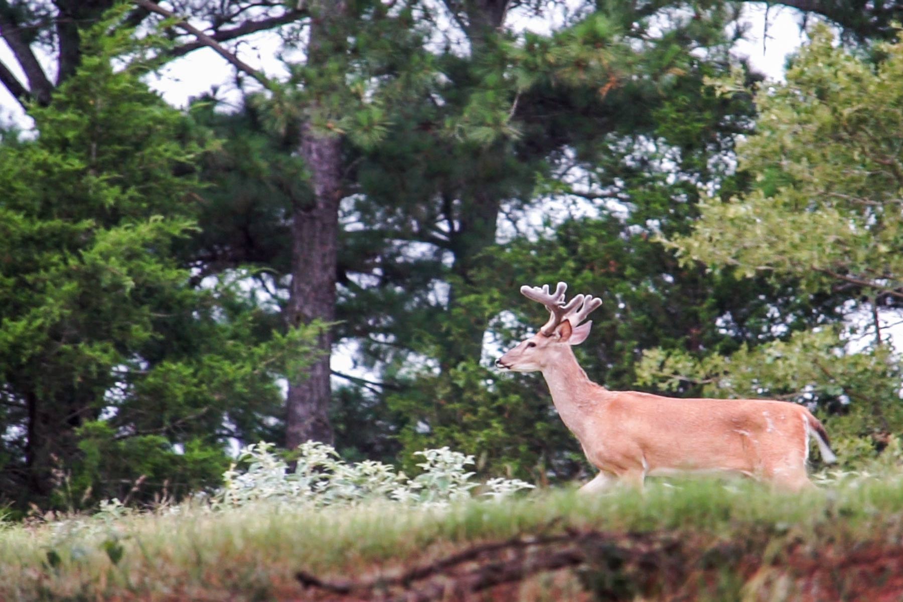 Yiotta Ranch property picture 44 of 50