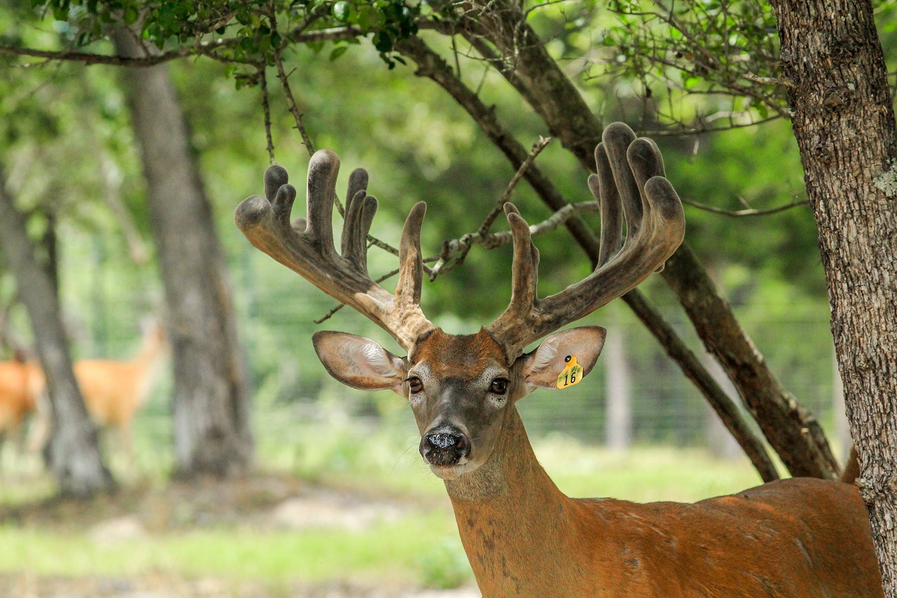 Yiotta Ranch property picture 5 of 50