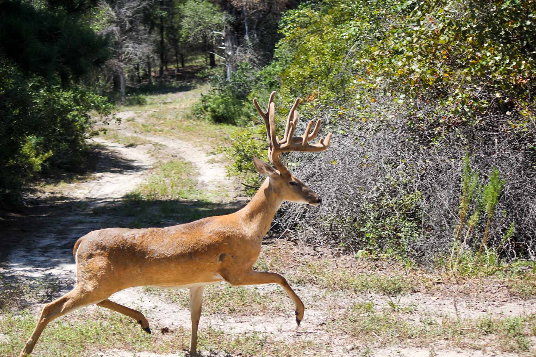 Yiotta Ranch property picture 43 of 50