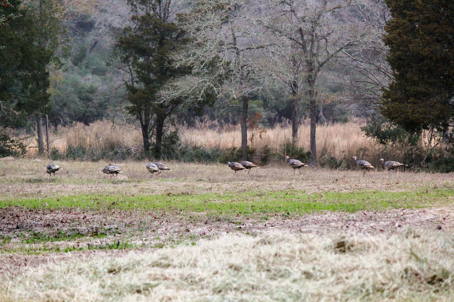 Yiotta Ranch property picture 23 of 50