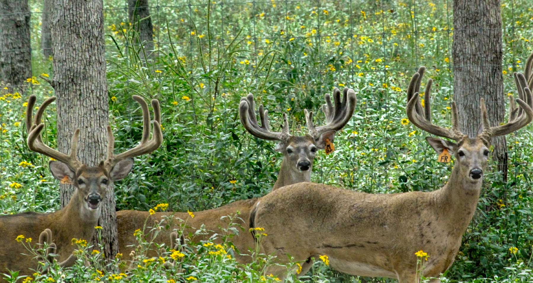 Yiotta Ranch property picture 27 of 50