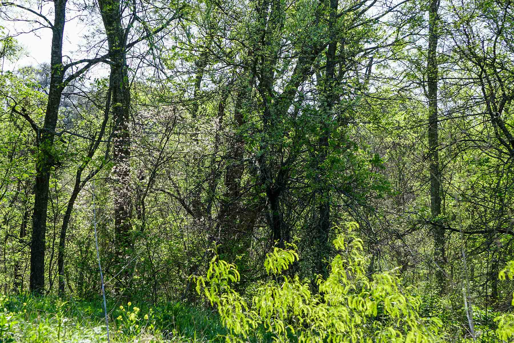 Cow Bayou Pasture property picture 21 of 21