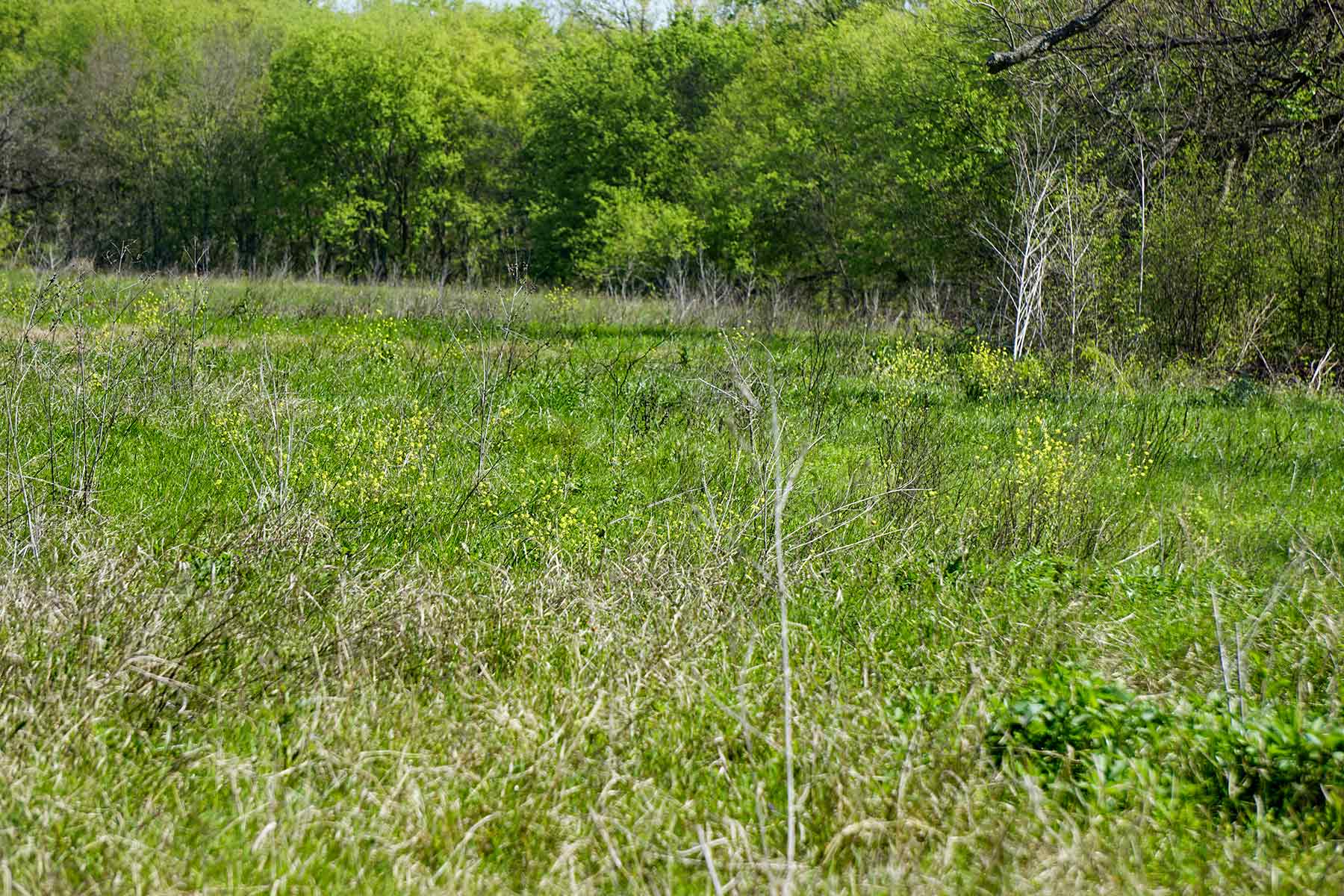 Cow Bayou Pasture property picture 20 of 21