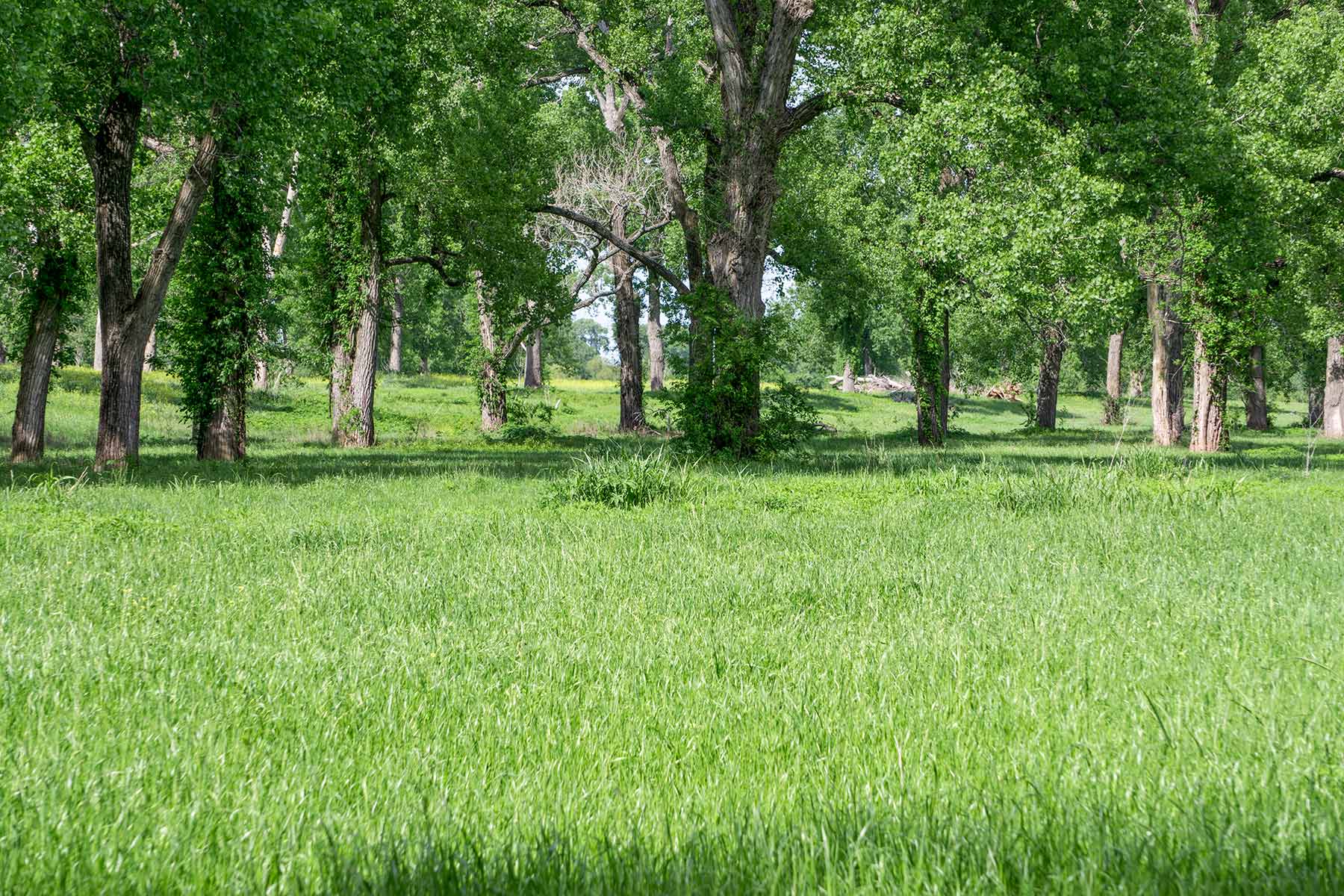 Cow Bayou Pasture property picture 5 of 21