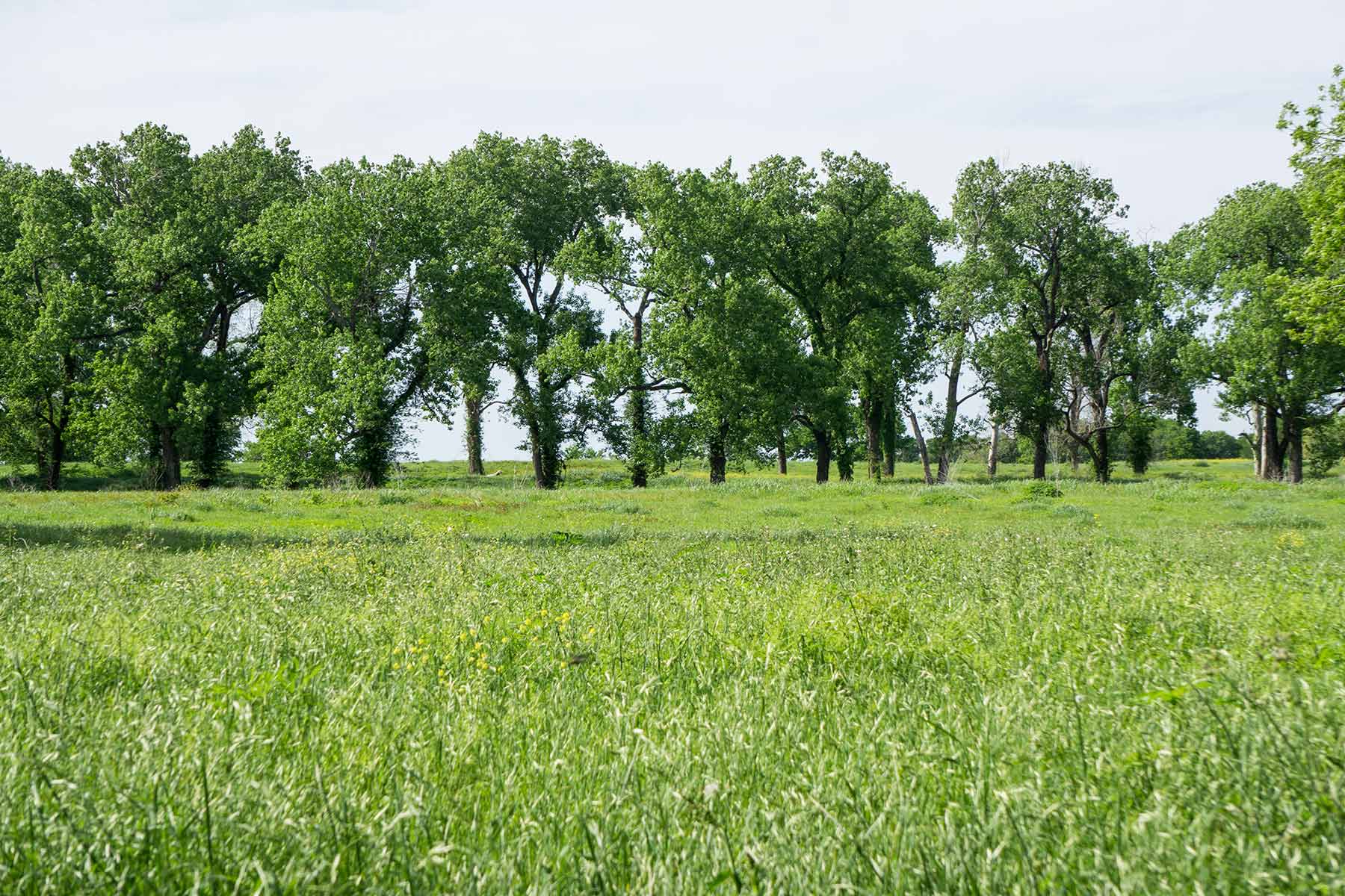 Cow Bayou Pasture property picture 10 of 21