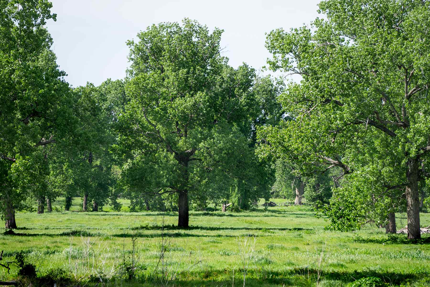 Cow Bayou Pasture property picture 11 of 21