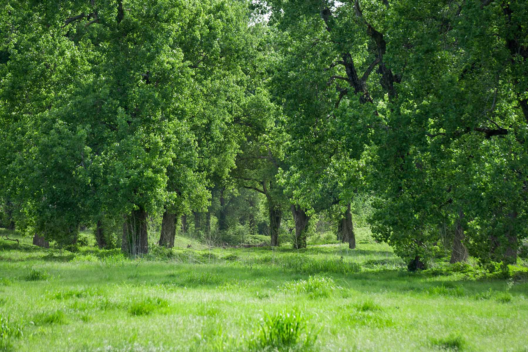 Cow Bayou Pasture property picture 13 of 21