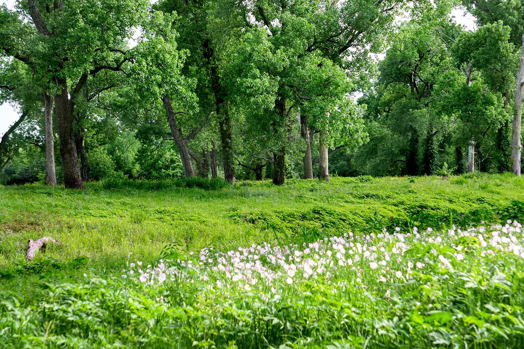 Cow Bayou Pasture property picture 6 of 21