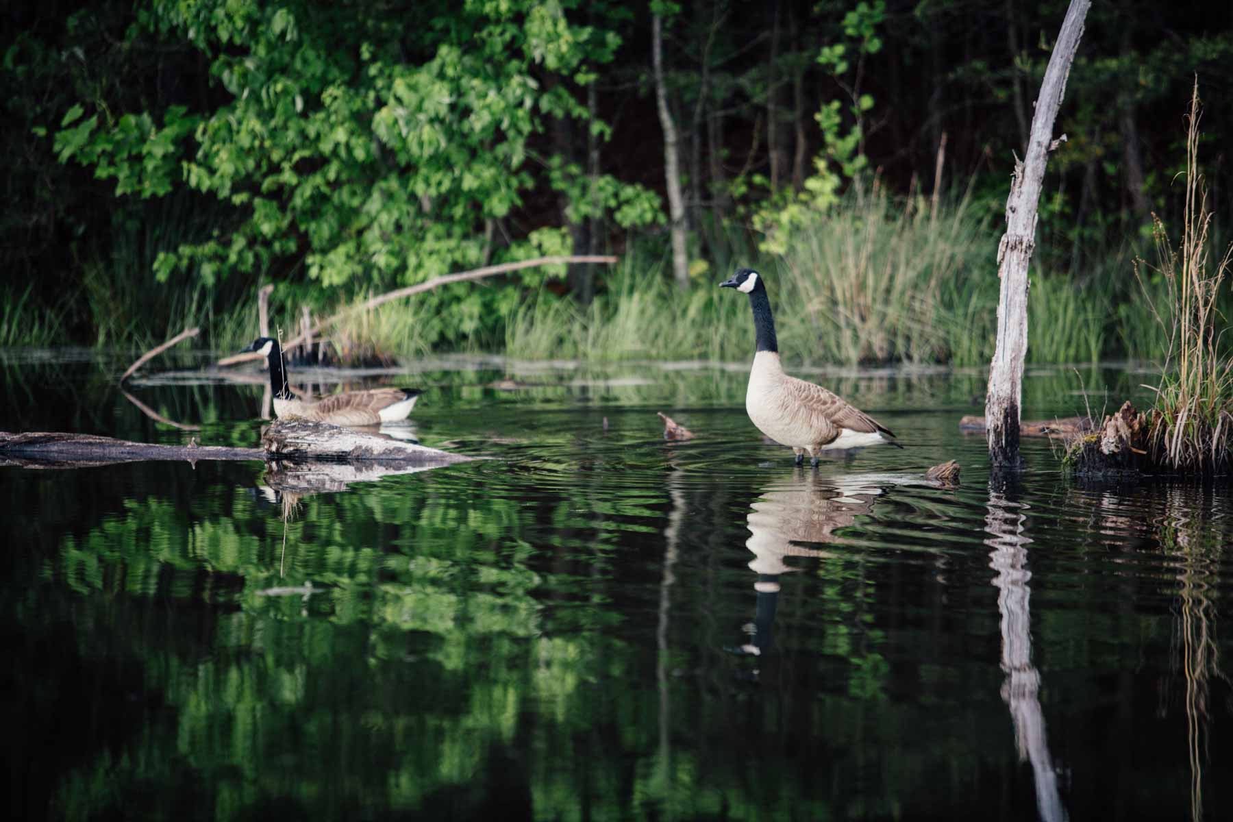 Plum Nelly Farm property picture 10 of 45