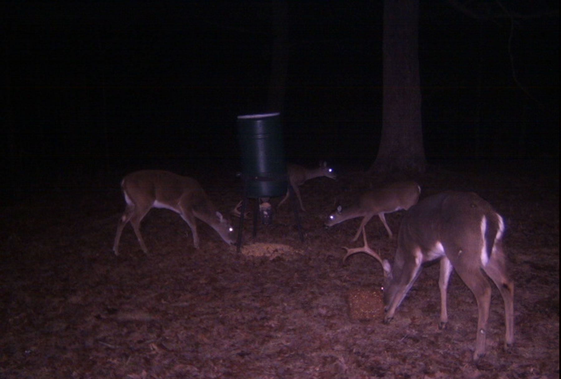 Plum Nelly Farm property picture 17 of 45