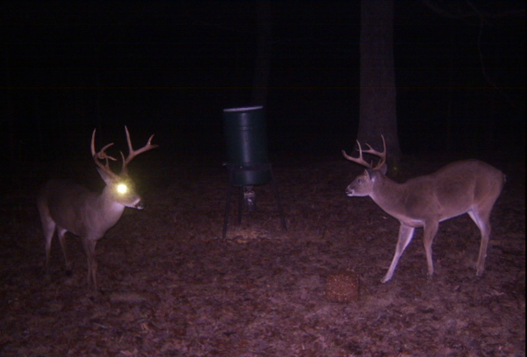 Plum Nelly Farm property picture 18 of 45