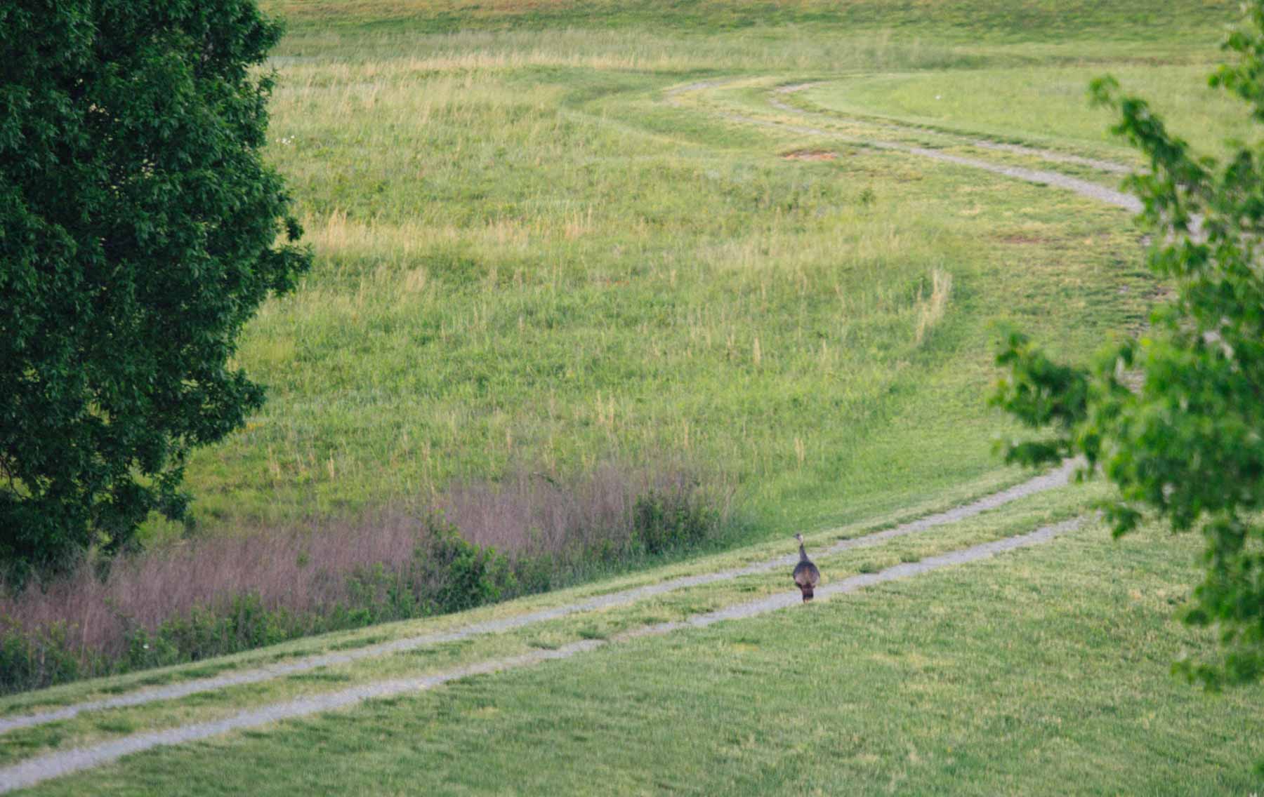 Plum Nelly Farm property picture 20 of 45