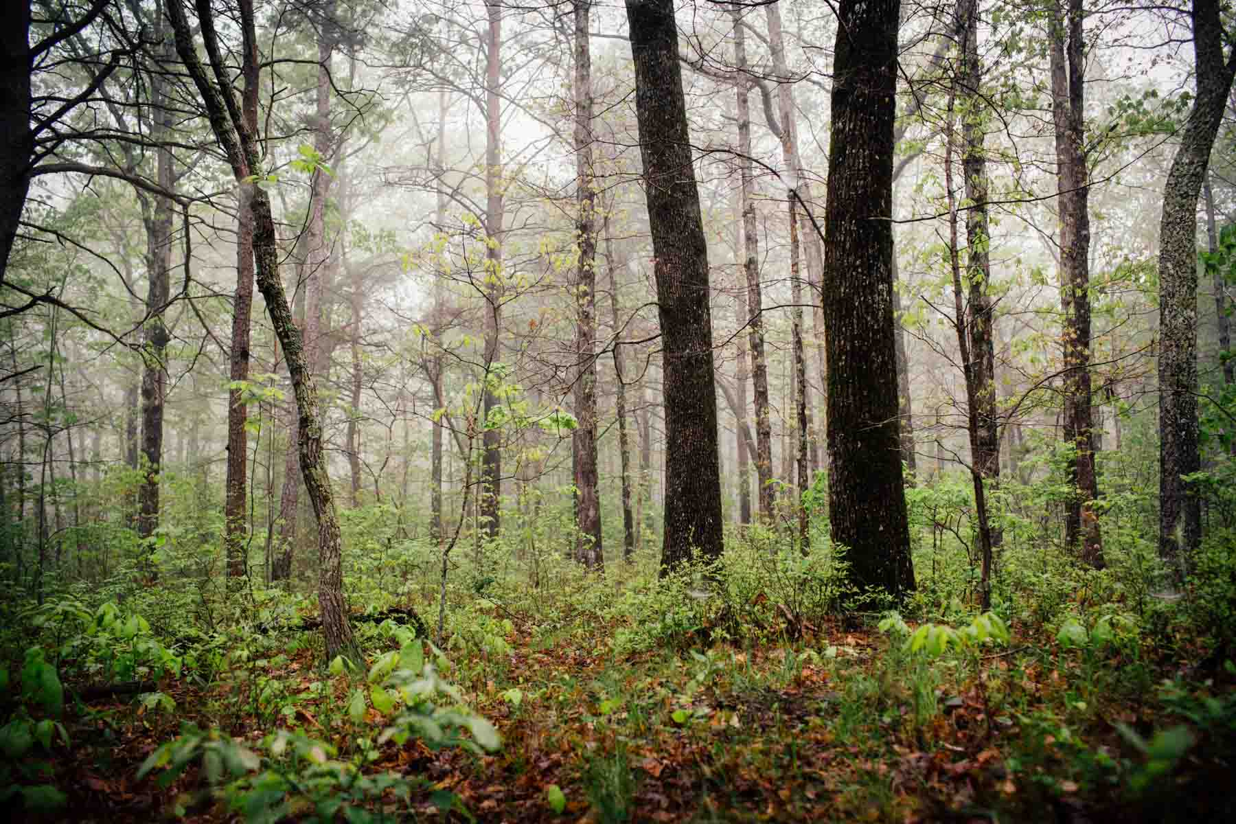 Plum Nelly Farm property picture 31 of 45