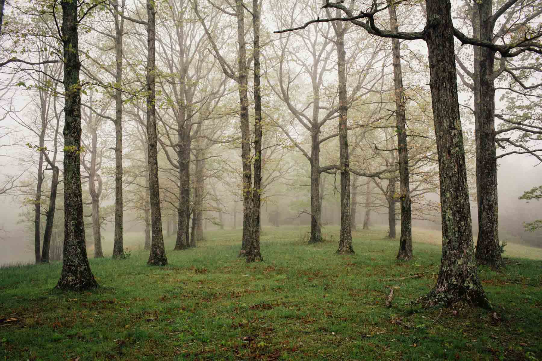 Plum Nelly Farm property picture 32 of 45