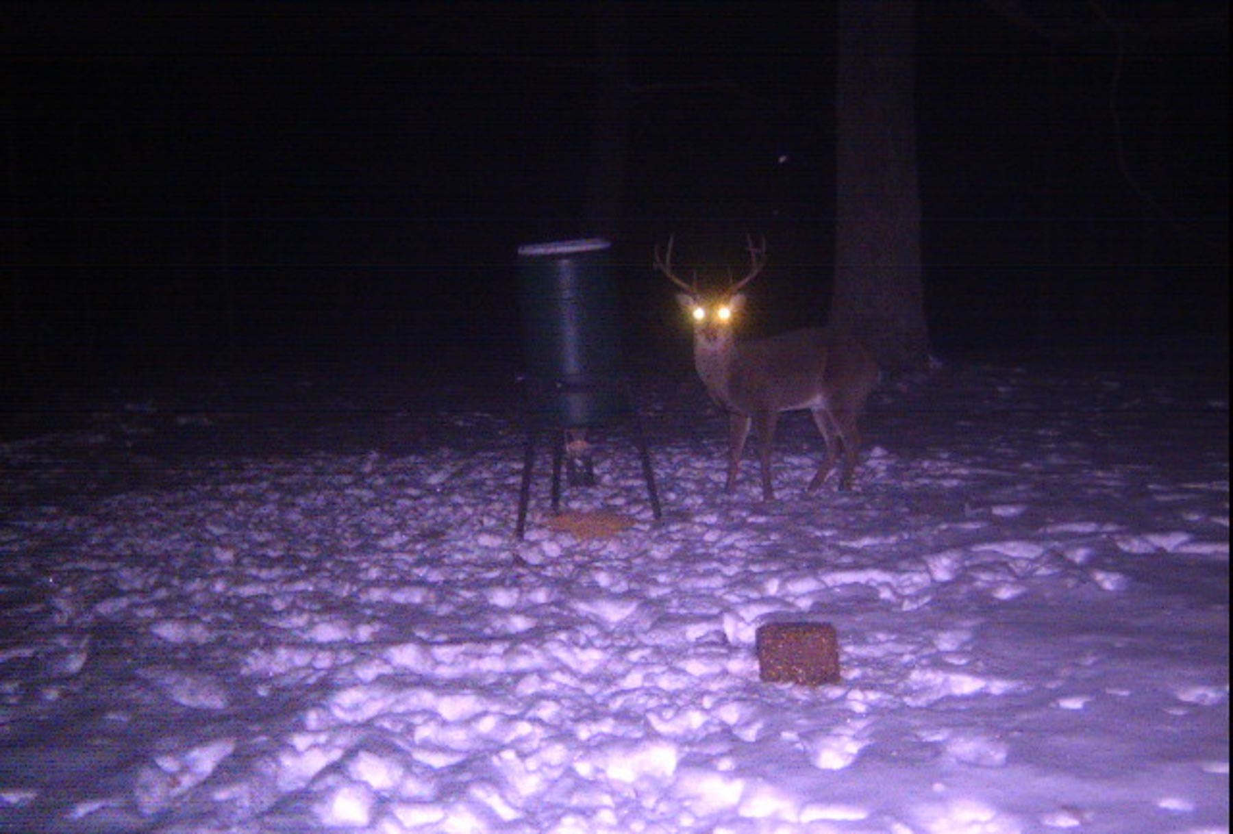 Plum Nelly Farm property picture 41 of 45