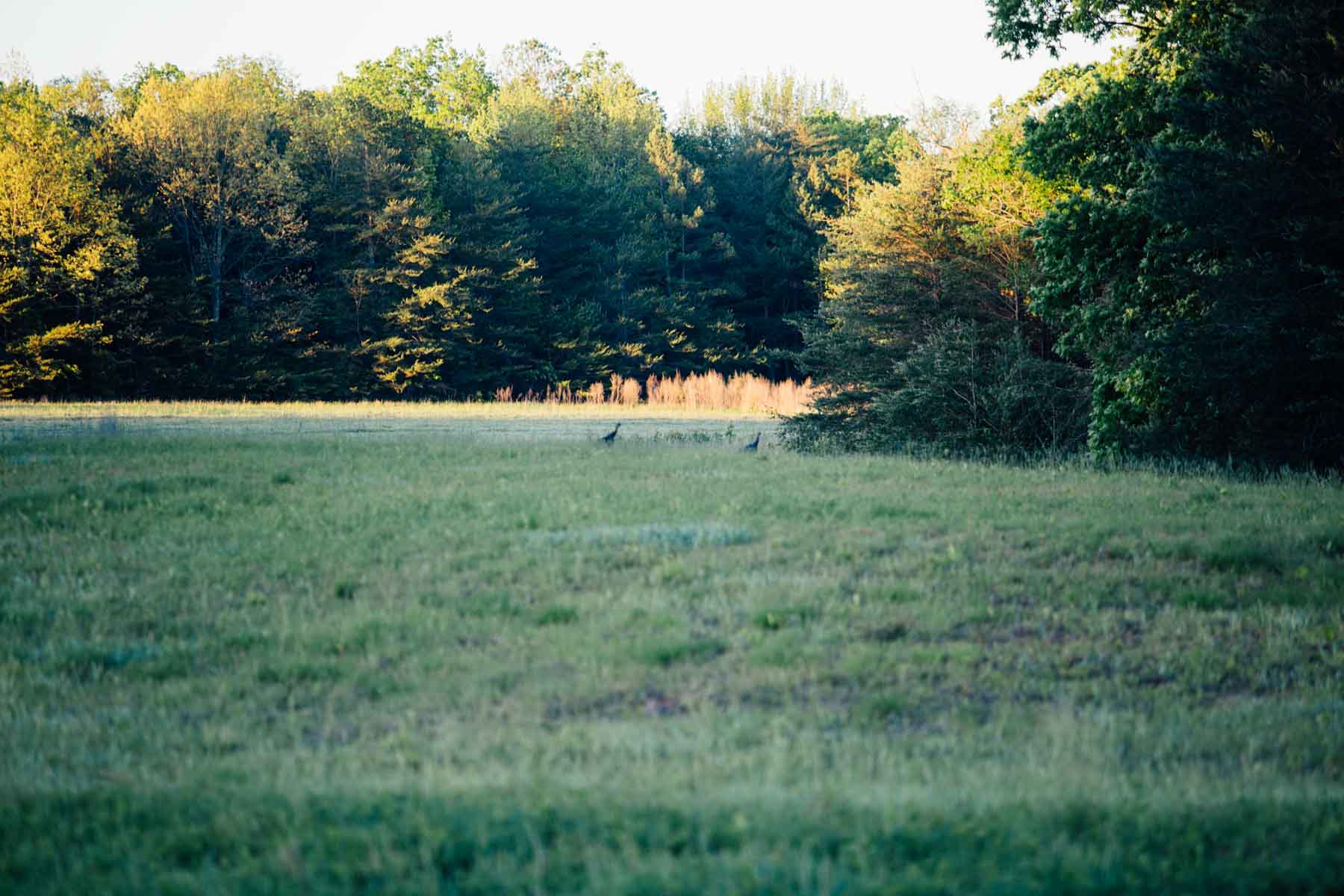 Plum Nelly Farm property picture 44 of 45