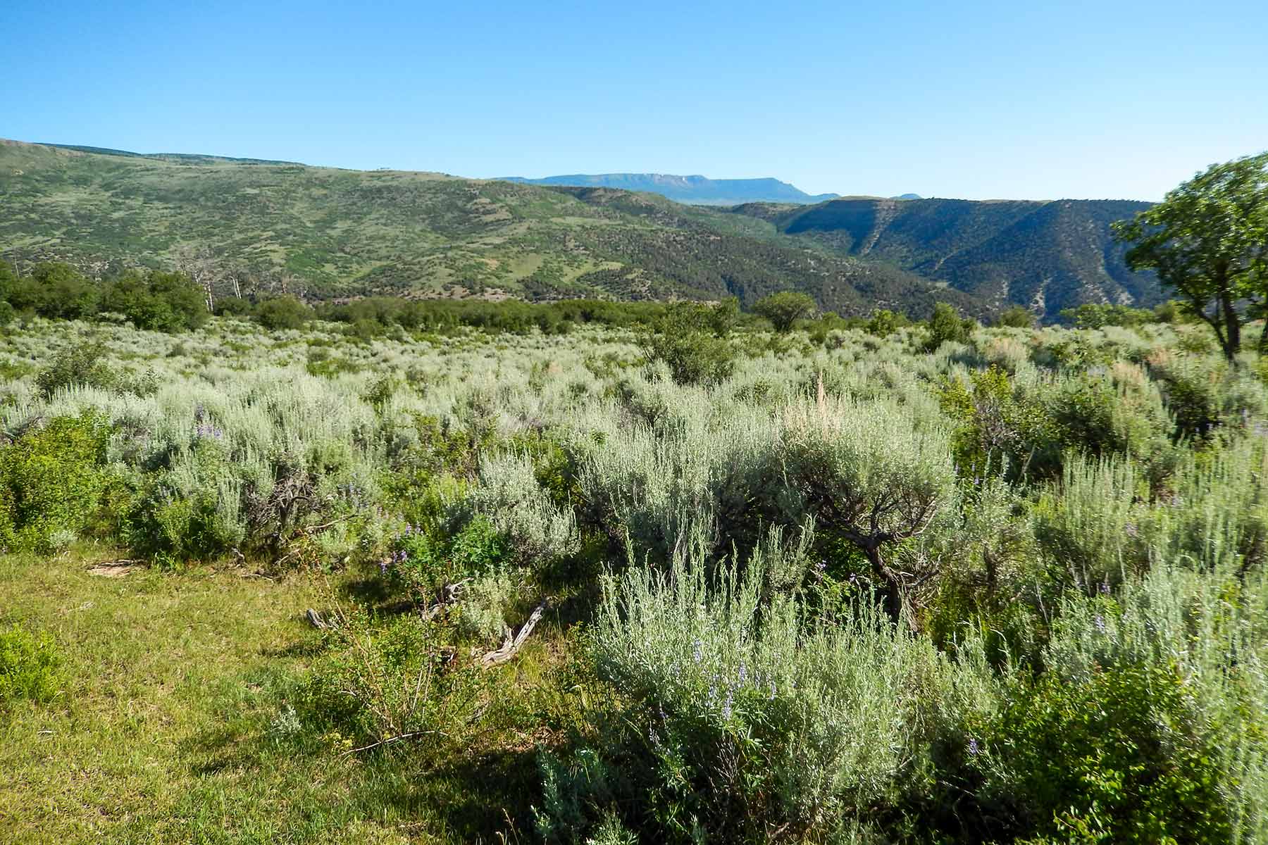 Deep Creek Wilderness Ranch property picture 2 of 24