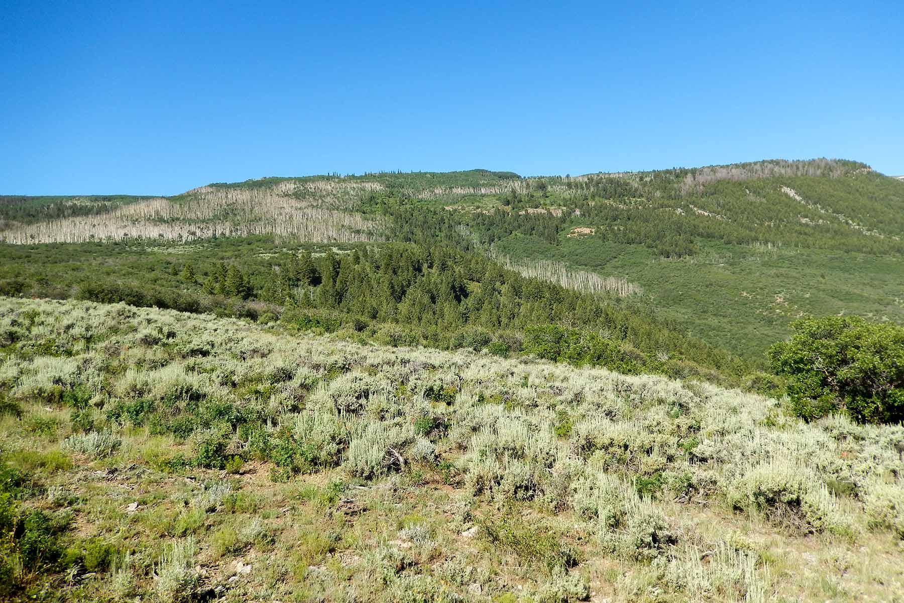 Deep Creek Wilderness Ranch property picture 19 of 24