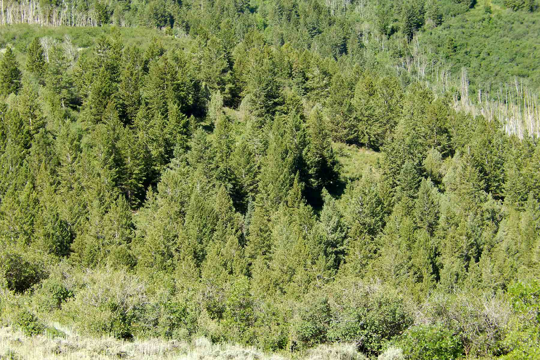 Deep Creek Wilderness Ranch property picture 20 of 24