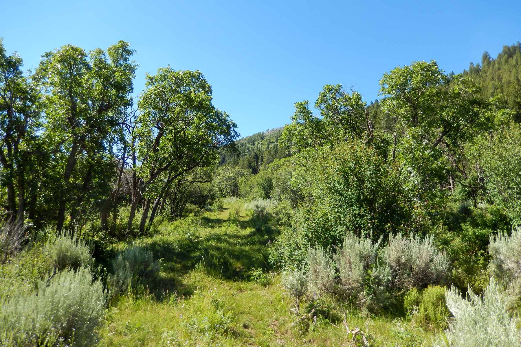 Deep Creek Wilderness Ranch property picture 17 of 24