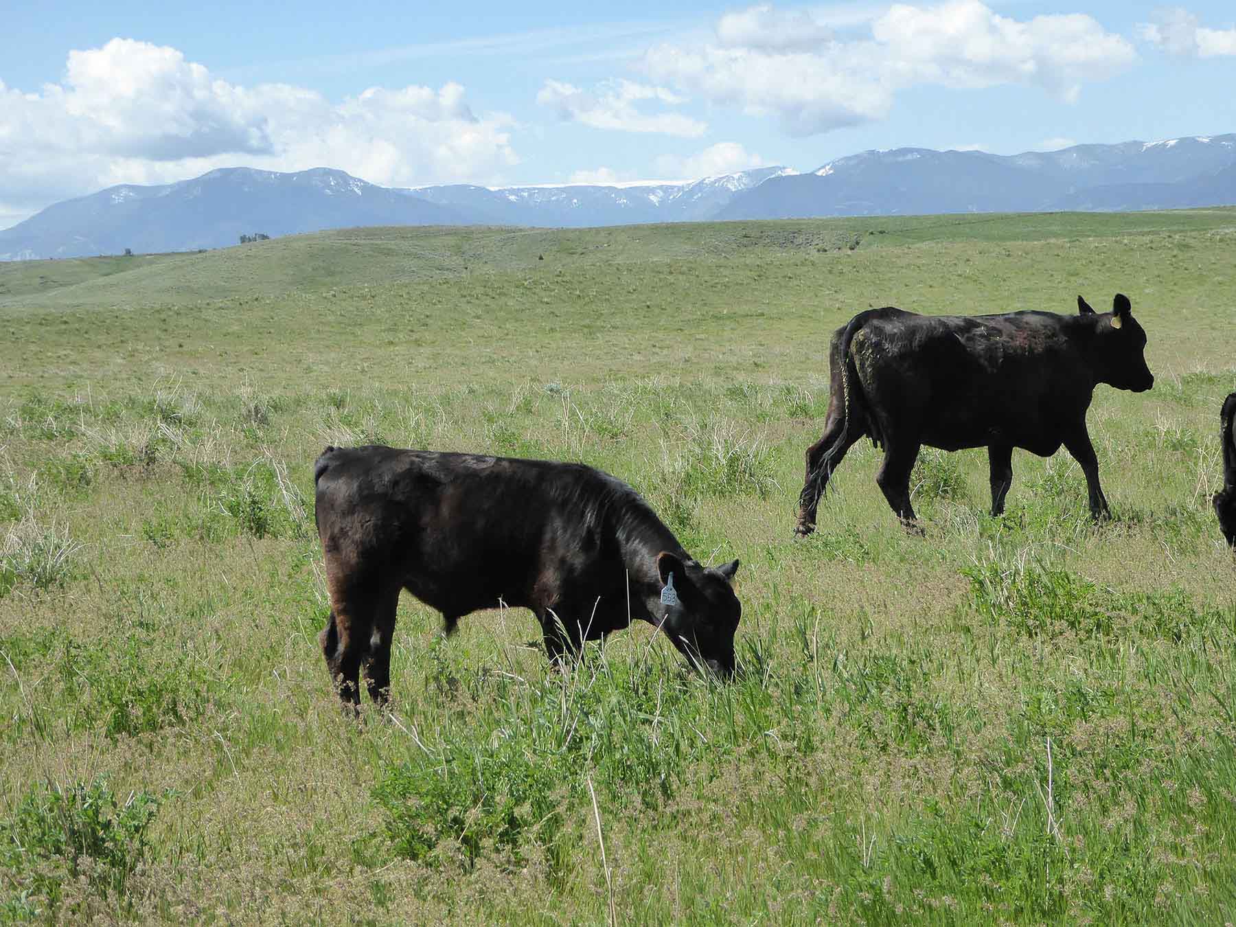 L-BO Creek Ranch property picture 16 of 26