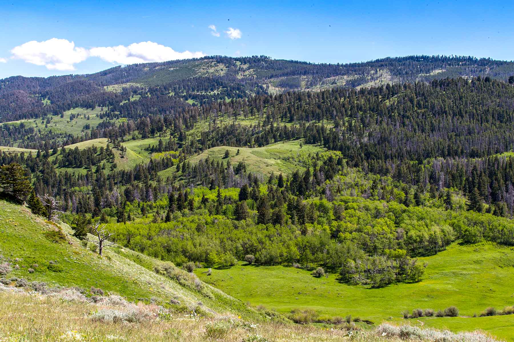 Miner Creek Ranch property picture 3 of 54