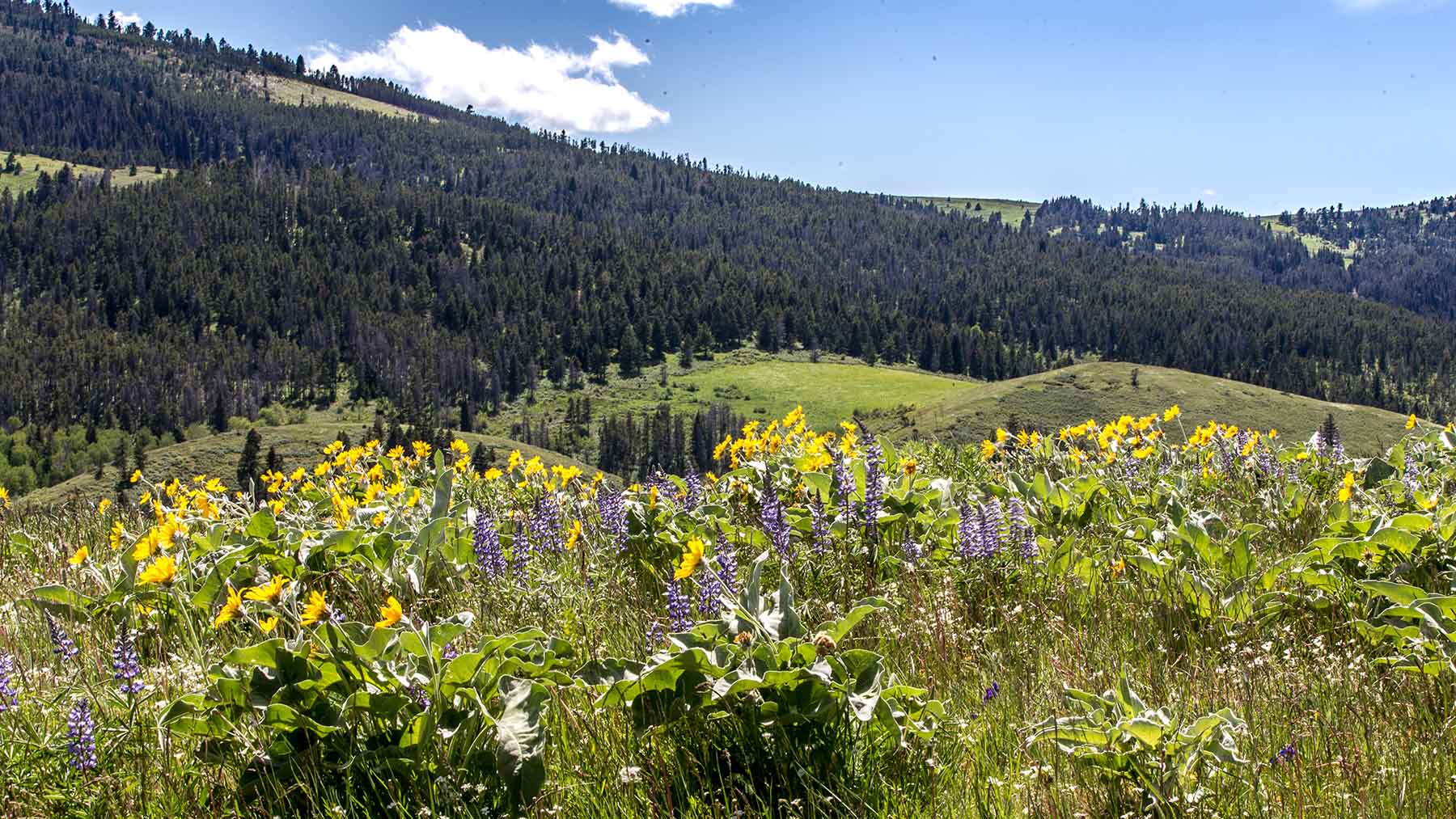 Miner Creek Ranch property picture 29 of 54