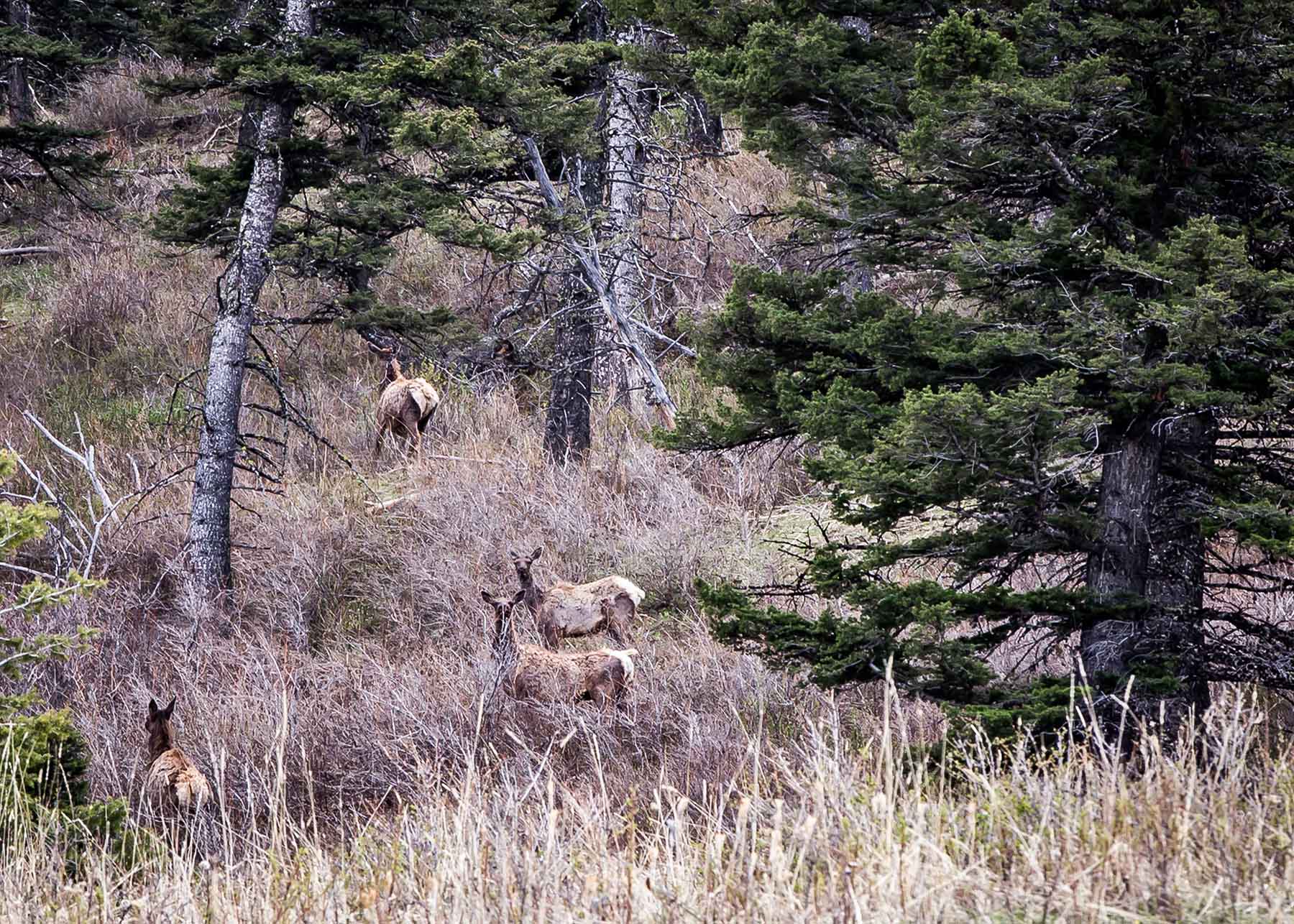 Miner Creek Ranch property picture 40 of 54