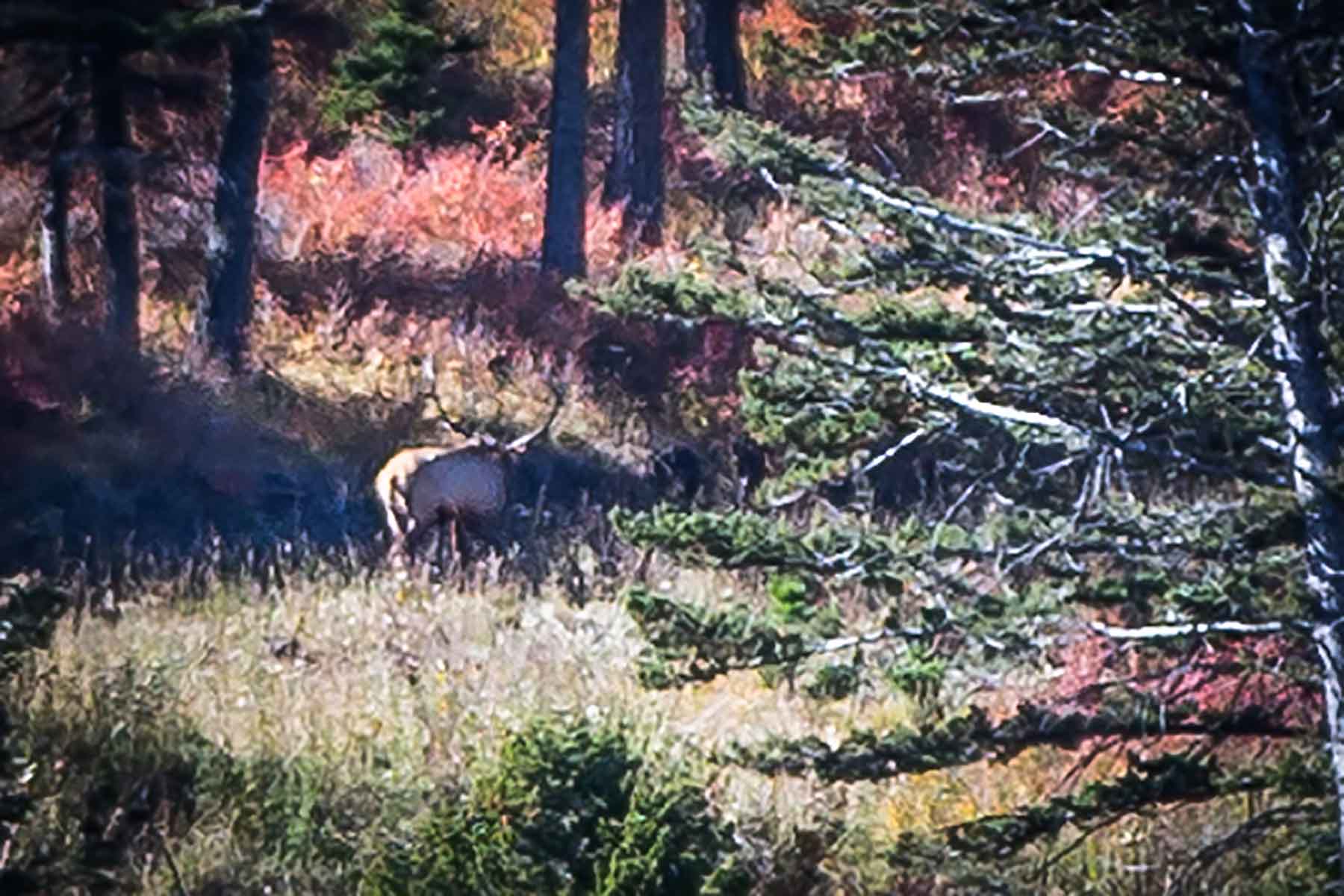 Miner Creek Ranch property picture 16 of 54