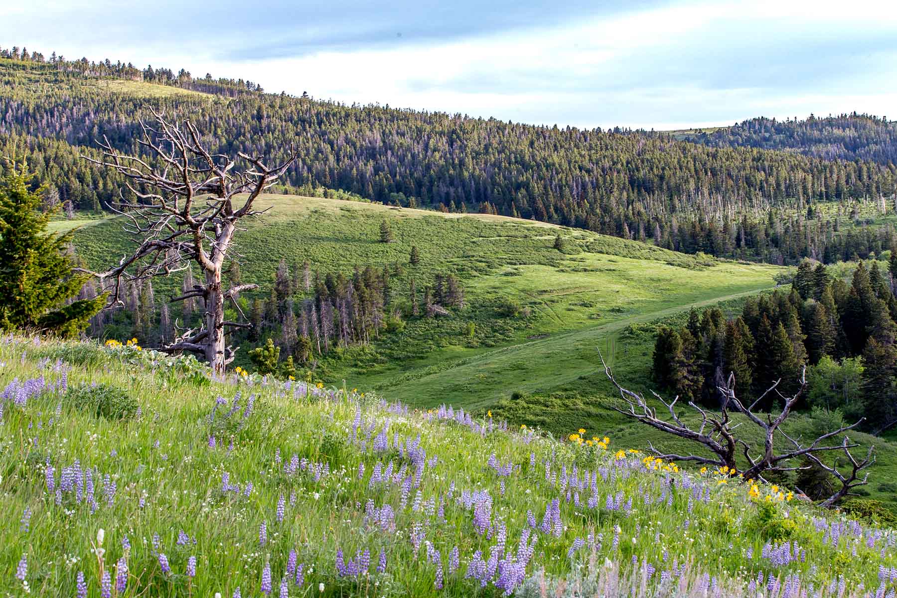 Miner Creek Ranch property picture 33 of 54