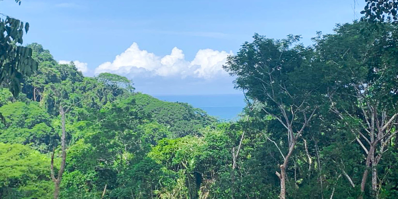Lote Plano en la Jungla Cerca de Playa Carmen — photo