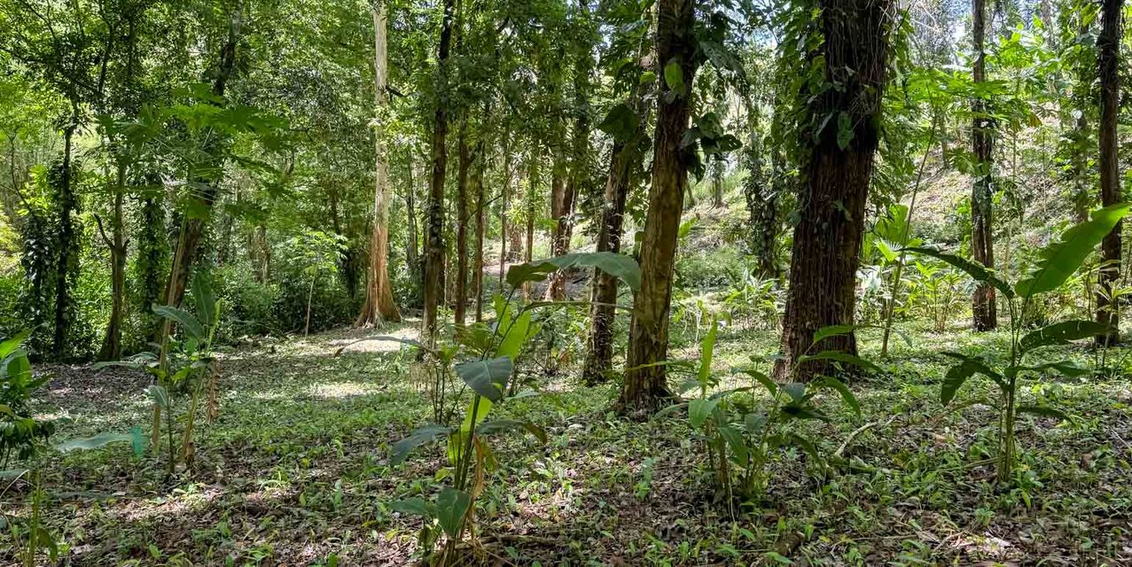 Perfect Oasis Lot at Santa Teresa — photo