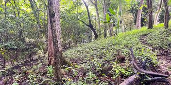 Prime Commercial Lot Just Minutes from Manzanillo Beach
