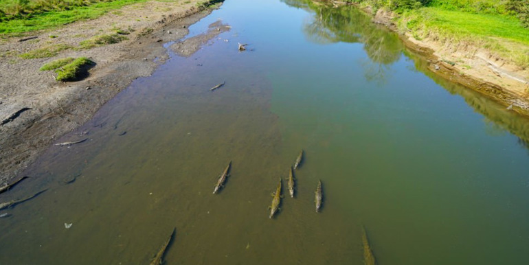 Tárcoles, Puntarenas