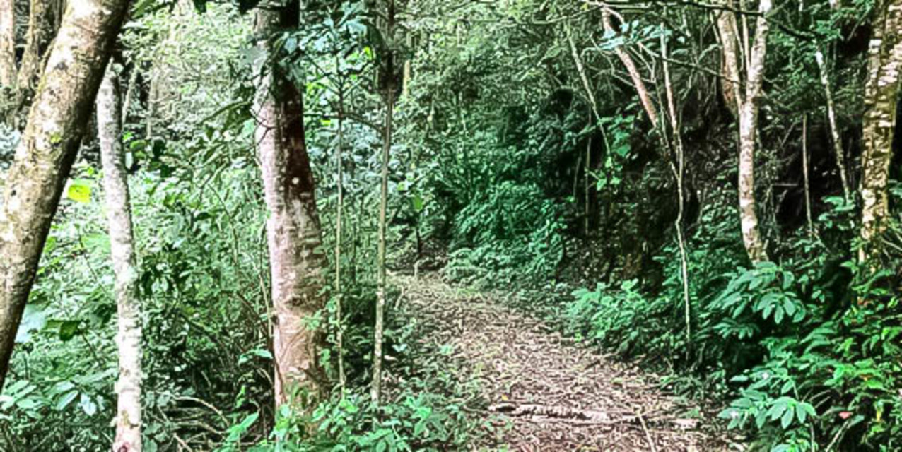 Quinta Bosque del Jardín de Dota — photo