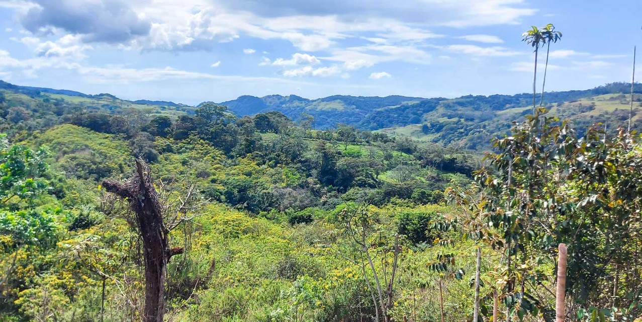 Finca Galería Verde en San Ramón, Alajuela — photo