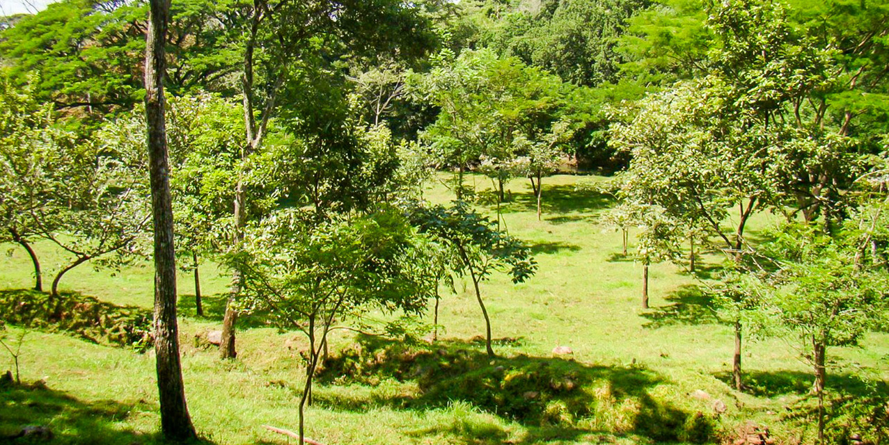 Via del Machuca Farm in Orotina — photo