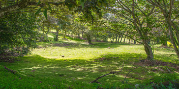 Large Lot in Los Reyes