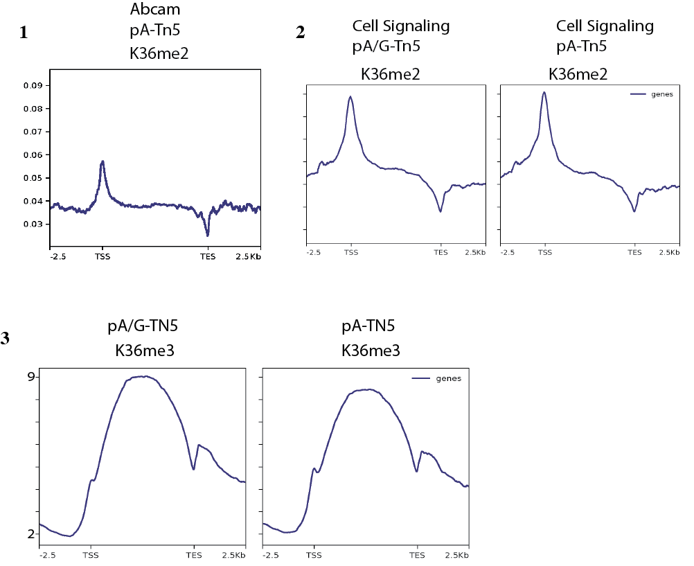 Discussion of Bench top CUT&Tag