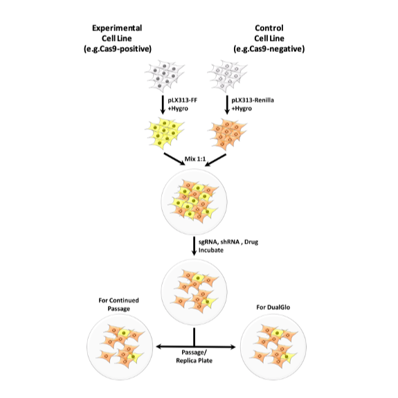 LucifeRace A luminescencebased competition assay