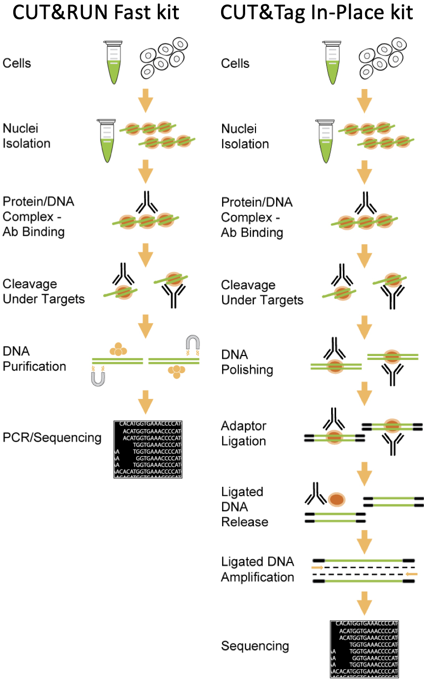 Discussion of Bench top CUT&Tag