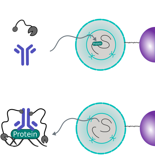 Bench top CUT&Tag with CUT&RUN Sets