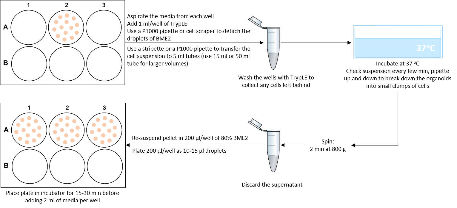 Passaging cancer organoid cultures